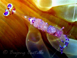 Commensal Shrimp with eggs - Taken at Sepok  Wall divesit... by Arthur Castillo 